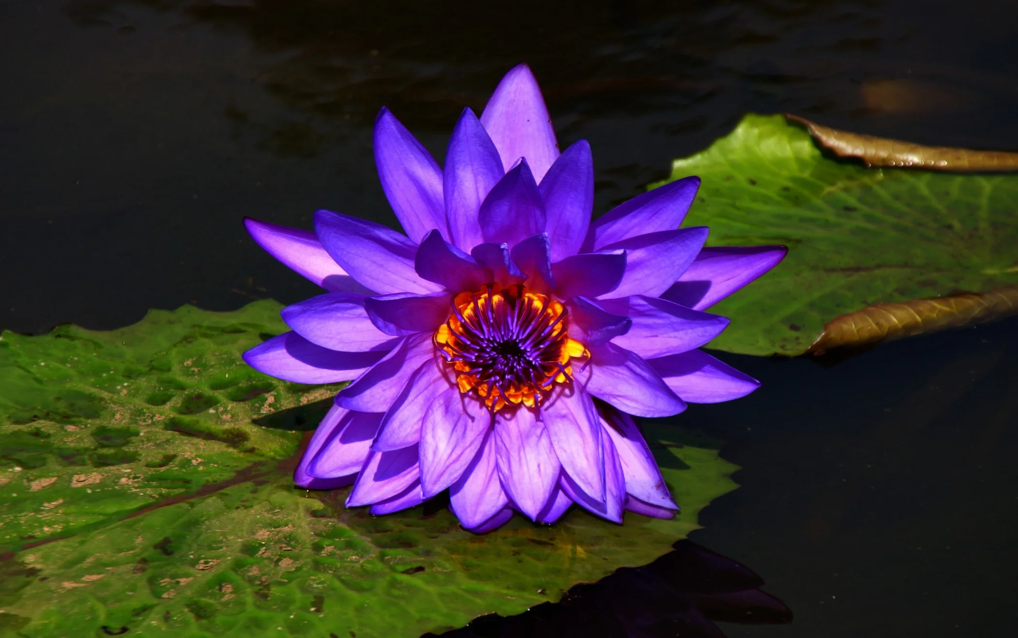 The Four Stages of Personal Evolution