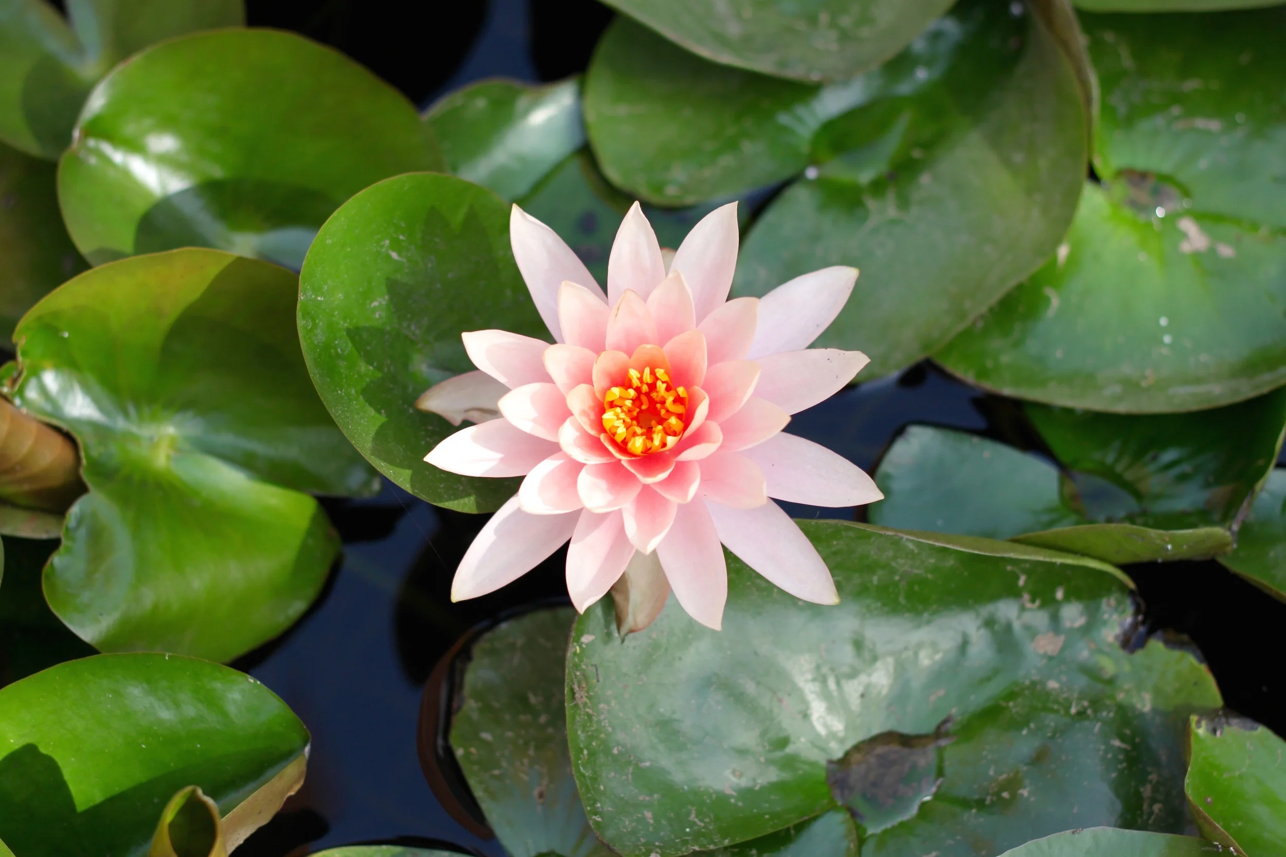 The Alchemy of Compassion: Healing Those We Love